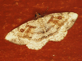Obolcola petronaria
